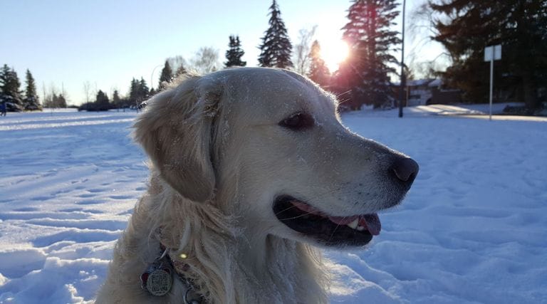 Pet Cold Safety - Dog in Snow