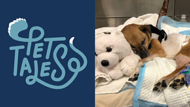 Brown dog named Bear cuddling polar bear stuffed animal while recovering in the veterinary Intensive Care Unit (ICU)