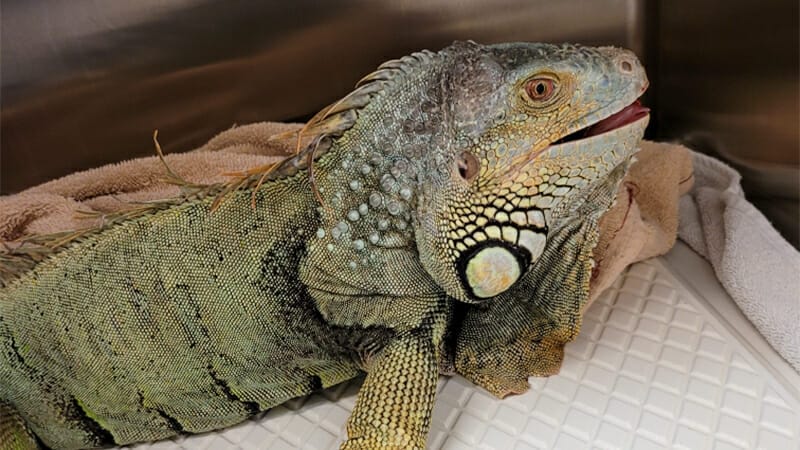Green iguana with mouth open and sitting on white floor and beige towel