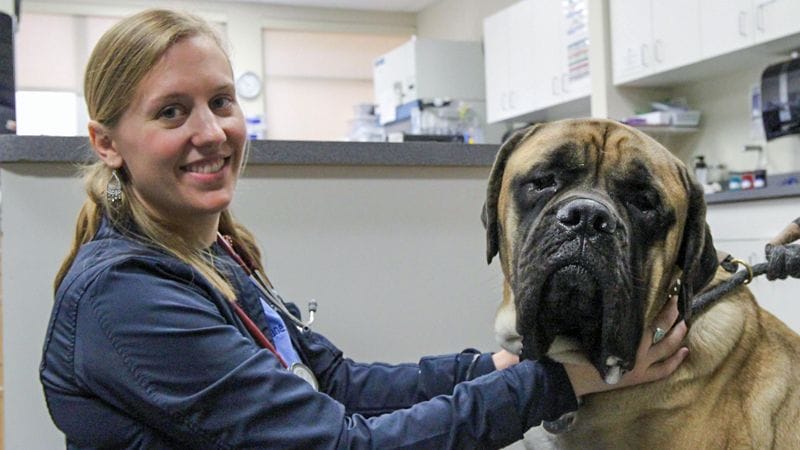 Dog patient looking at camera and being held by Dr. Jeanne Lane, Boar-Certified Veterinary Oncologist at MedVet Cincinnati