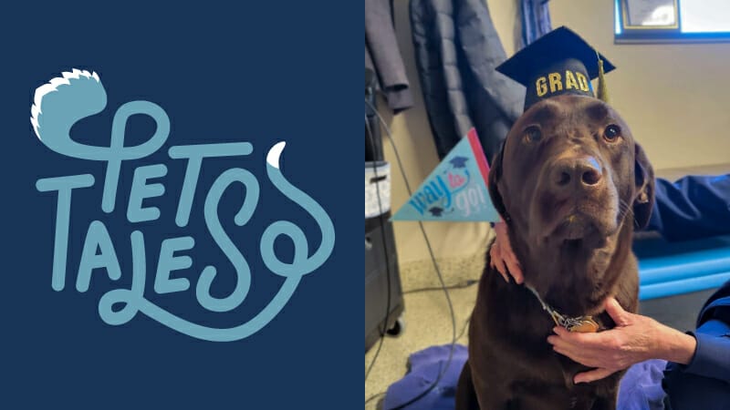 rown dog named Lexi wearing a graduation hat and next to a blue pendent, looking happy and healthy after treatment at MedVet Dayton
