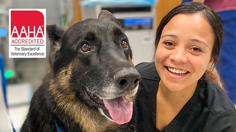 Veterinary technician next to a German Shepard patient in a MedVet animal hospital with the AAHA accredited logo 