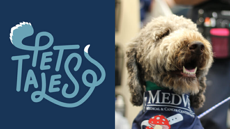 Muphy, a Labradoodle, visits MedVet Lexington for life-saving care after eating a death cap mushroom