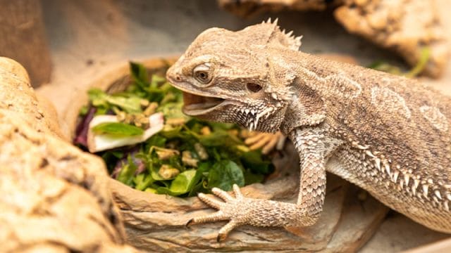 Bearded Dragon eating a chopped salad of greens.