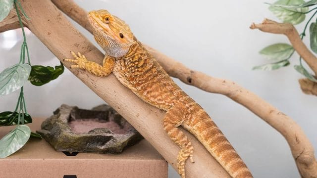 Bearded Dragon in a well-ventilated enclosure laying on a branch.