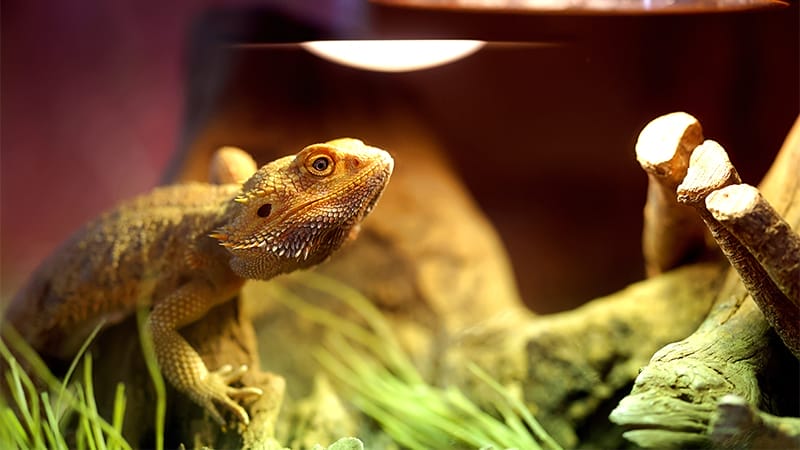 Bearded Dragon basking under UVB light in enclosure.