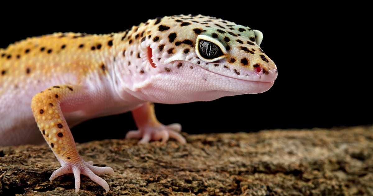 Common leopard gecko reptile orders pets