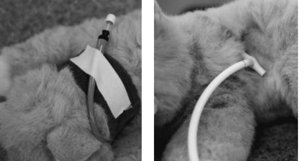 Examples of a PEG tube on a stuffed animal dog.