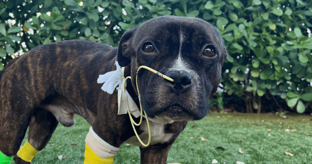 Nasogastric (NG tube) on a dog to provide short-term nutrition.