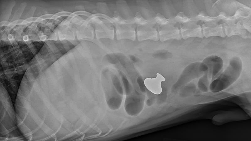 Xray of a dog's stomach, showing it swallowed a door knob.