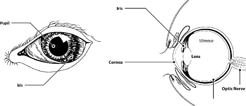Pet eye diagram showing the pupil, iris, cornea, lens, and optic nerve.