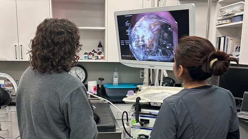 Veterinarians peforms an endoscopy on a pet who has swallowed a foreign object.