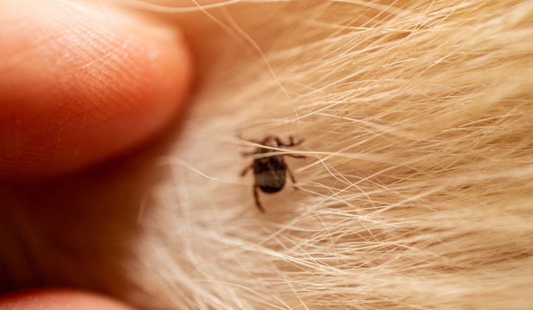 Lyme Disease Safety Precautions