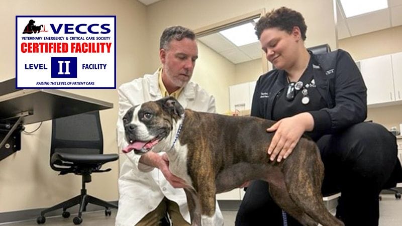 Emergency medicine veterinarian and technician exam a boxer dog in an exam room