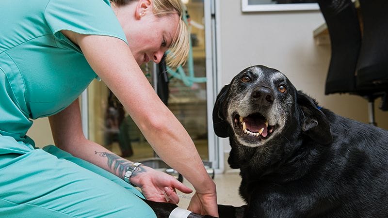 Veterinary technician, wraps an elderly black lab’s leg with medical tape in preparation for a procedure. 