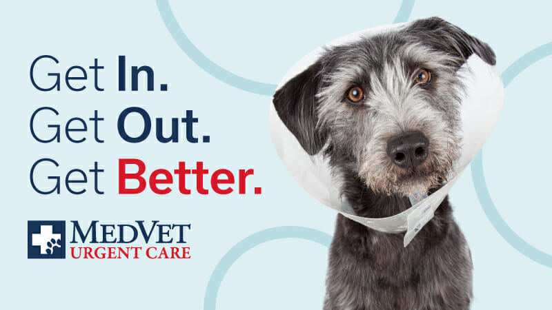 Grey dog wearing cone with MedVet Urgent Care logo and words “Get In. Get Out. Get Better.”