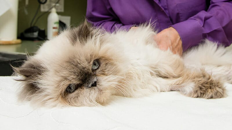 Fluffy cat lays down while being examined for signs of pain.