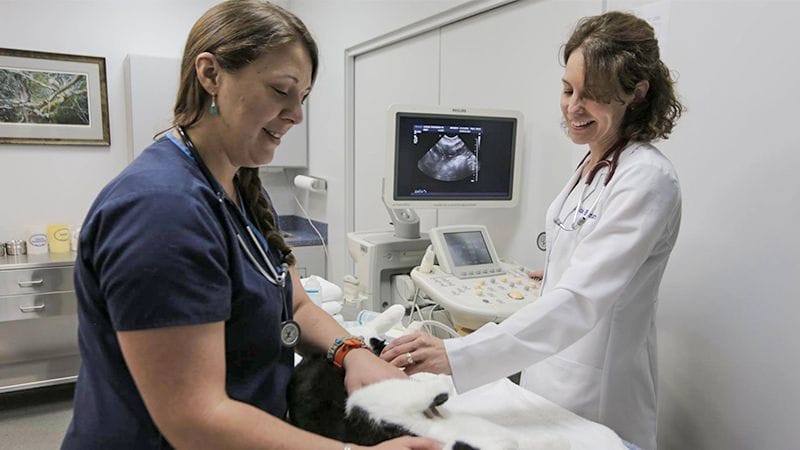 A veterinarian in a white lab coat and a veterinary technical in navy scrubs are smiling as they perform an ultrasound on a cat
