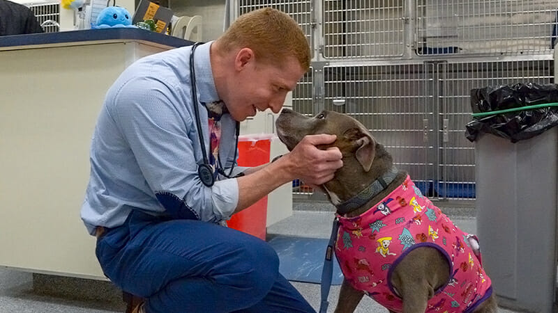 Dr. Brendan Boostrom happily greeting dog who is wearing a bright pink coat while dog bumps noses with him.