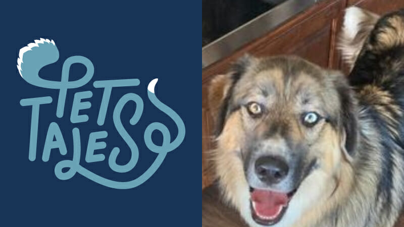 Dog patient yogi at home smiling after successful treatment at MedVet Salk Lake City veterinary hospital 