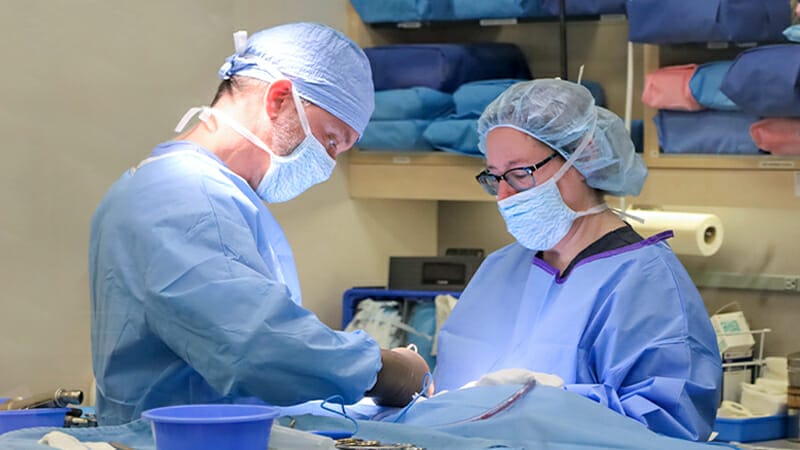 Two veterinary professionals wearing blue scrubs, masks, and hats performing surgery