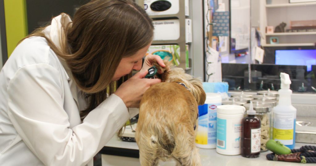 Veterinary dermatologist examines a dog's ear for signs of ear infection.