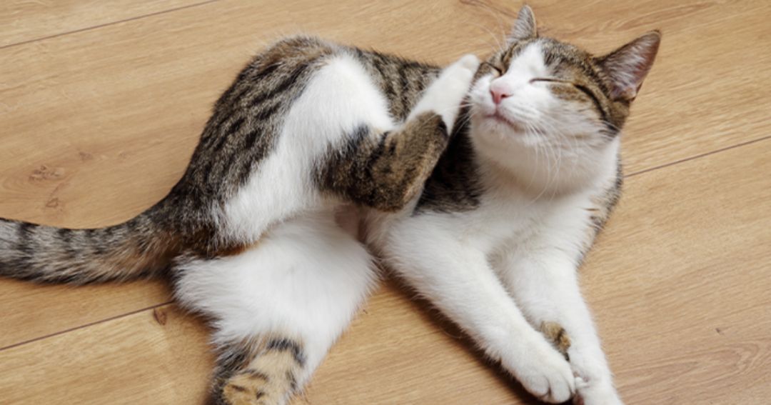 Ear Infections In Pets What You Need To Know ear-infections-in-pets-what-you-need-to-know