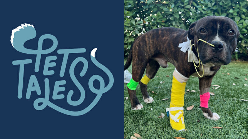 Dog patient named Macho standing outside with yellow, green, and pink bandages, recovering from critical care treatment at MedVet Jupiter Veterinary hospital
