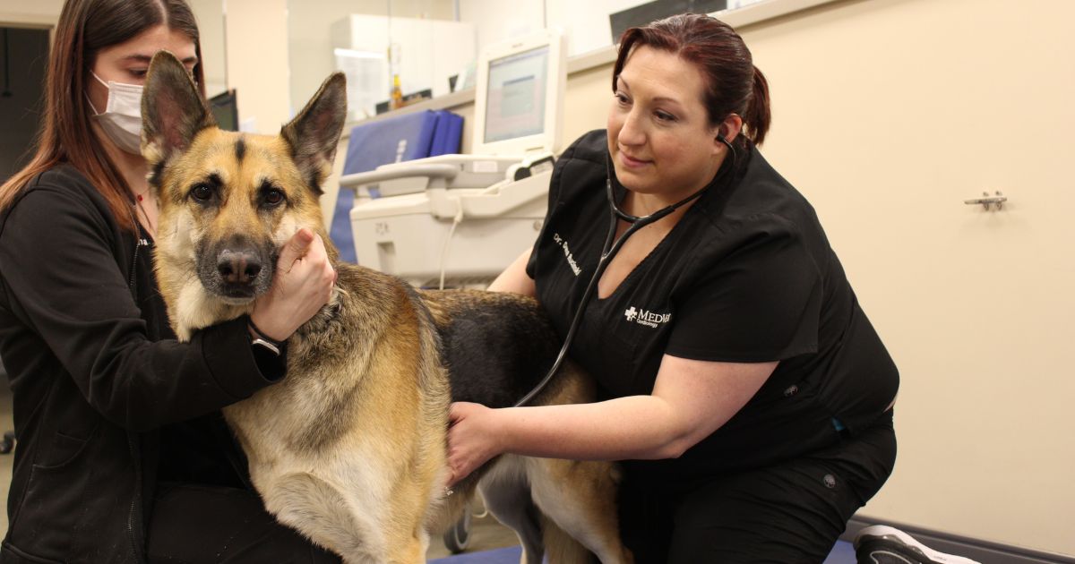 Dog getting a cardiology checkup from a MedVet veterinary cardiologist.