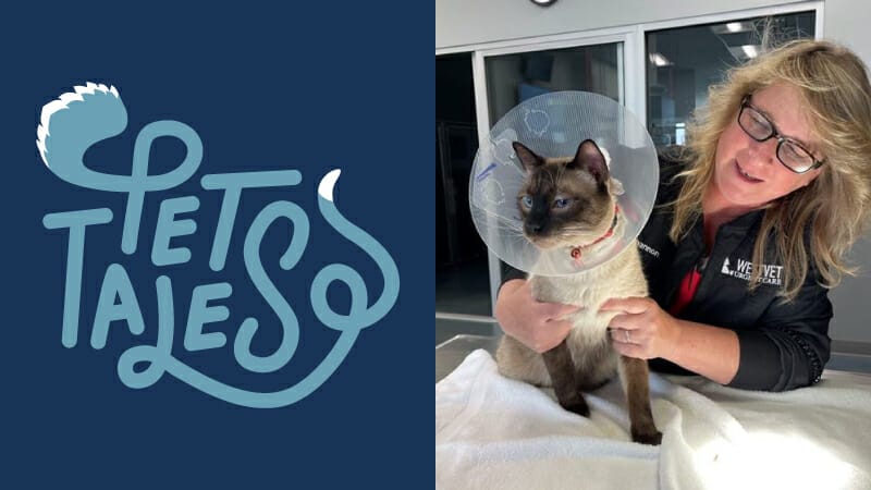 WestVet veterinary urgent care doctor examining Siamese cat named Mufasa