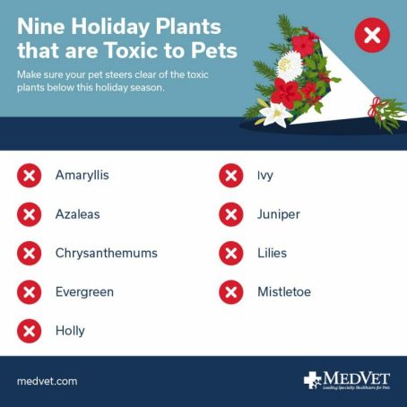 Holiday Plants that are Toxic to Pets