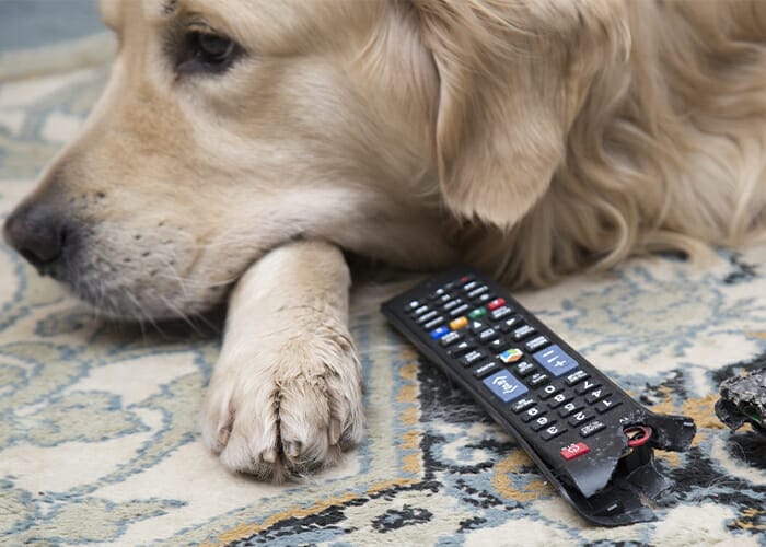 15 Surprising Pet Poisons - Dog with chewed remote.