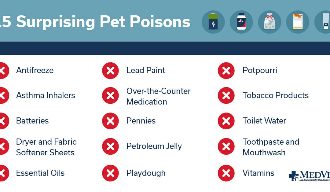 15 Surprising Pet Poisons – Keep Your Pet Safe