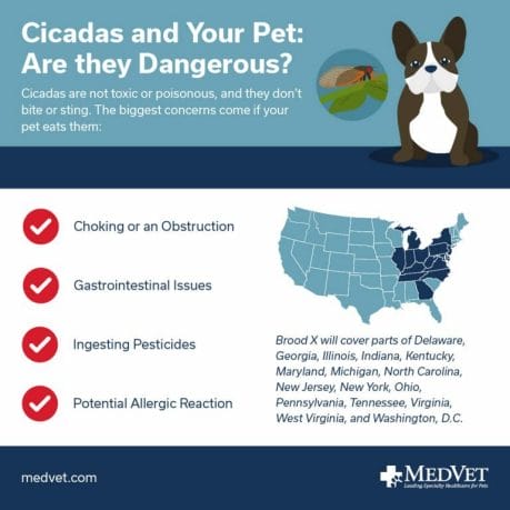 Cicadas and Your Pet: Are they Dangerous