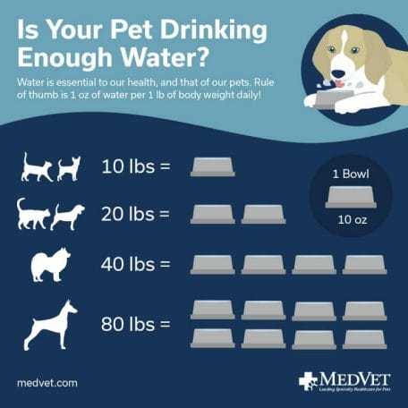 Is your pet drinking enough water?