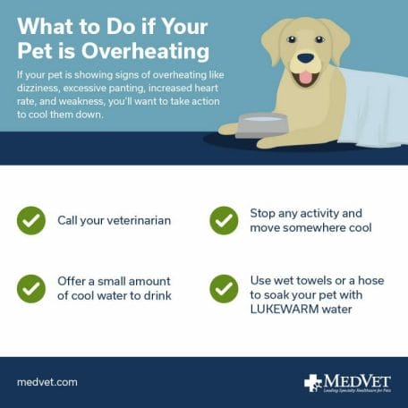 What to do if your pet is overheating