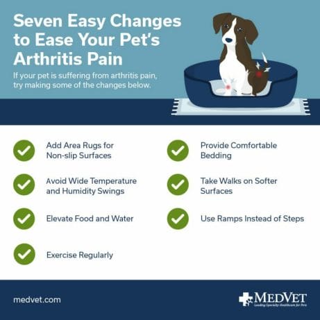 Managing Arthritis in Cats and Dogs - How to Ease Your Pet's Arthritis Pain