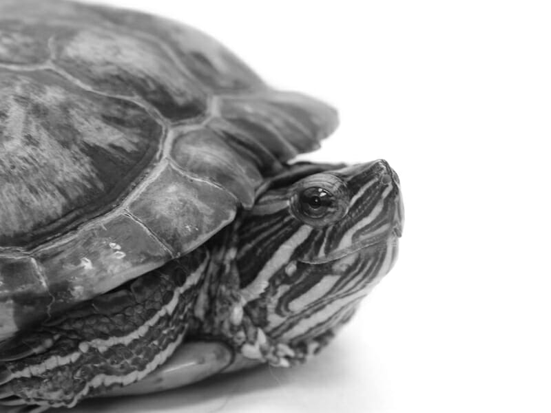 MedVet Blog | Aquatic Turtle Care Recommendations