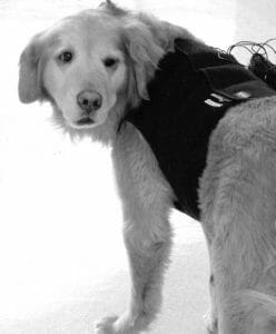 Dog wearing a Holter monitor