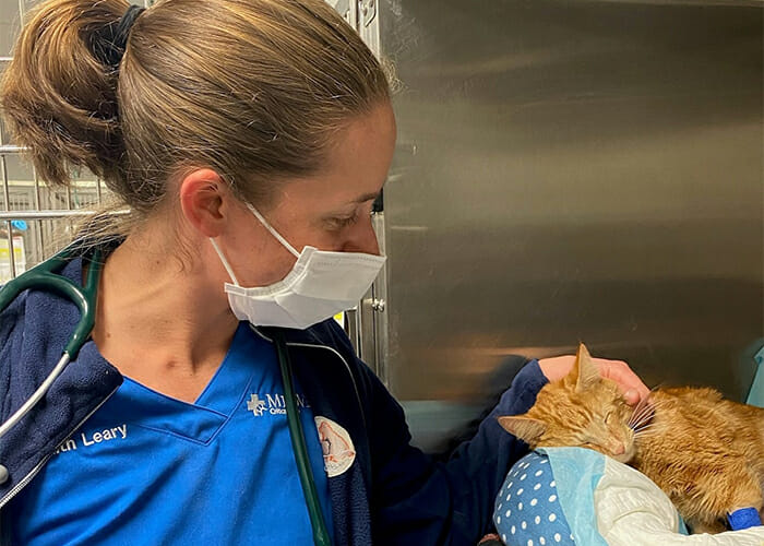 What You Need to Know About Asthma in Cats