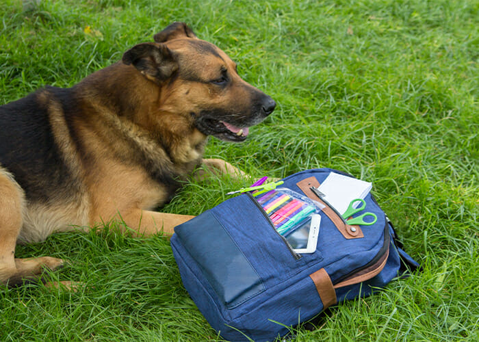 back to school pet safety