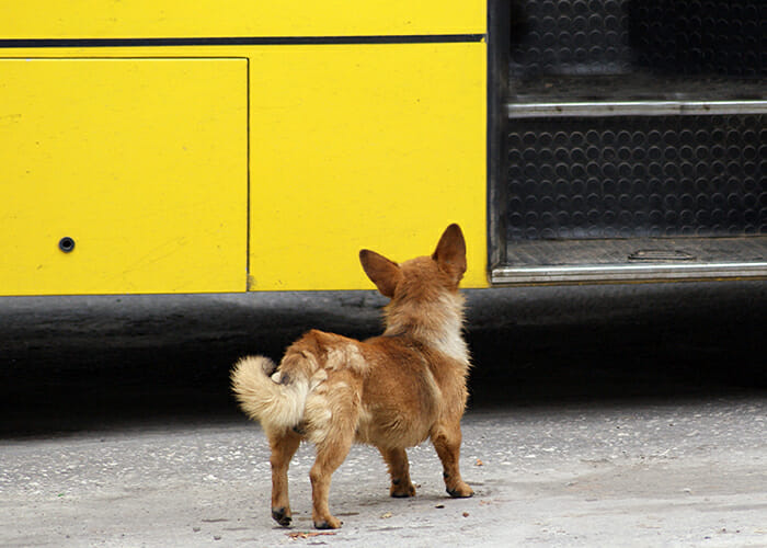 Dog looking at school bus.