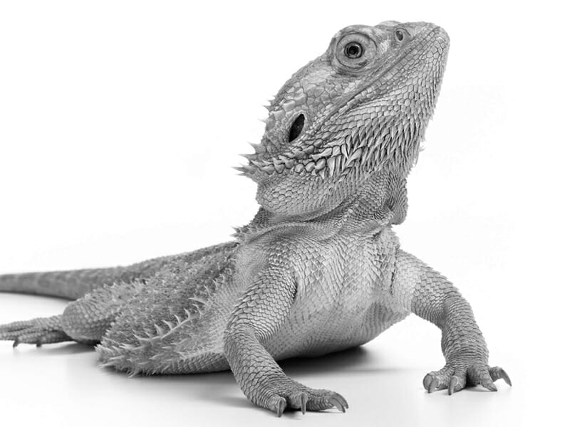 Understanding Ideal Bearded Dragon Humidity Levels