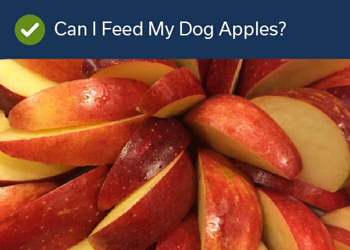 can I feed my dog apples?