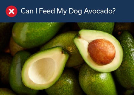 Can I Feed My Dog Avocado