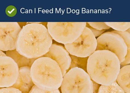 Fruits Your Dog Can Eat -Bananas