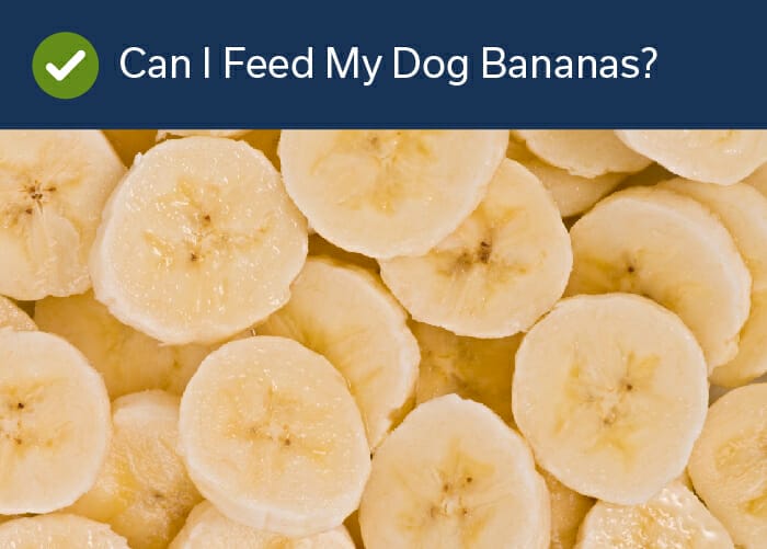 can I feed my dog bananas?