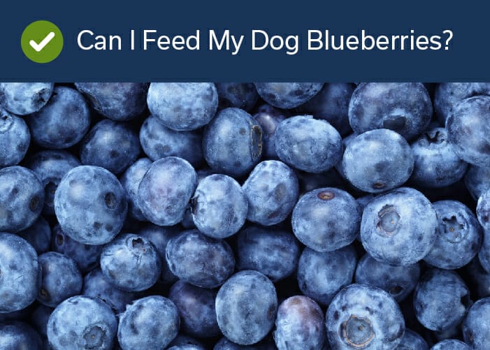 Can i feed outlet my dog blueberries