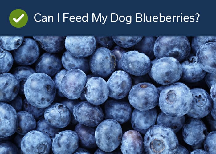 can I feed my dog blueberries?