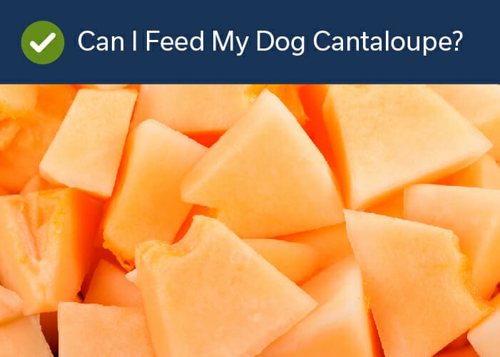 can I feed my dog cantaloupe?